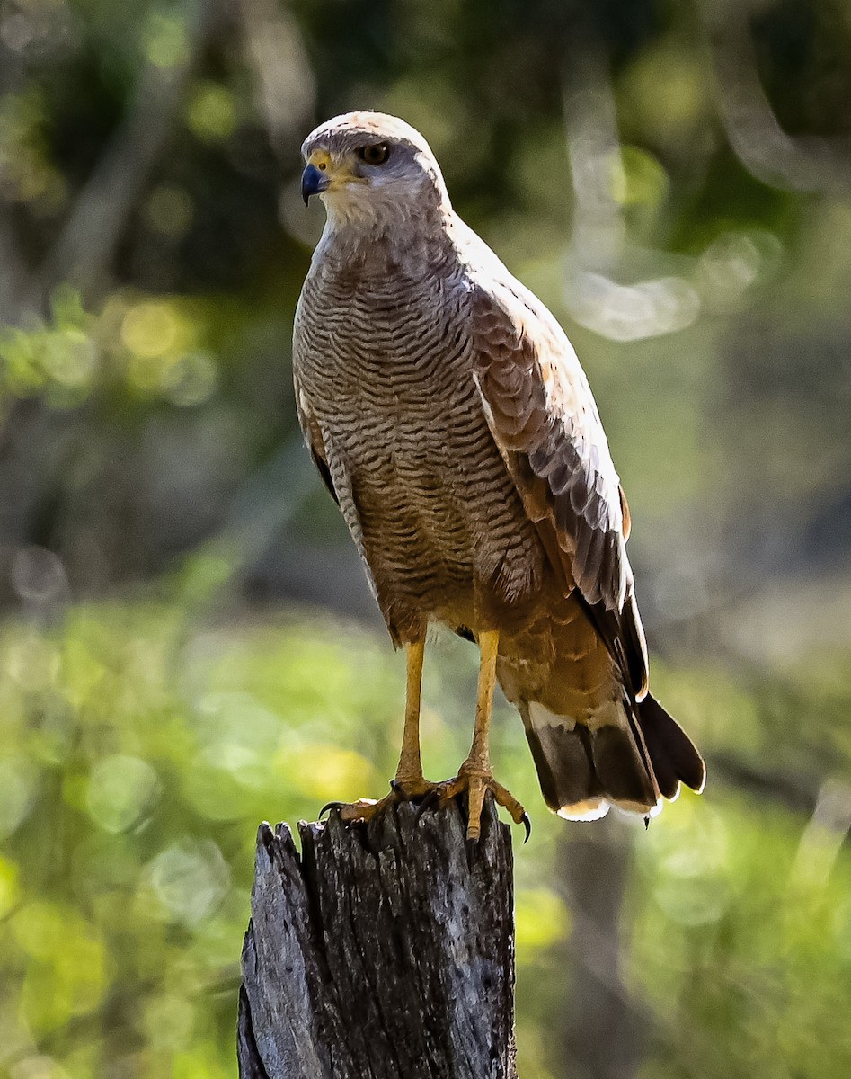 Otlak Şahini - ML647316337