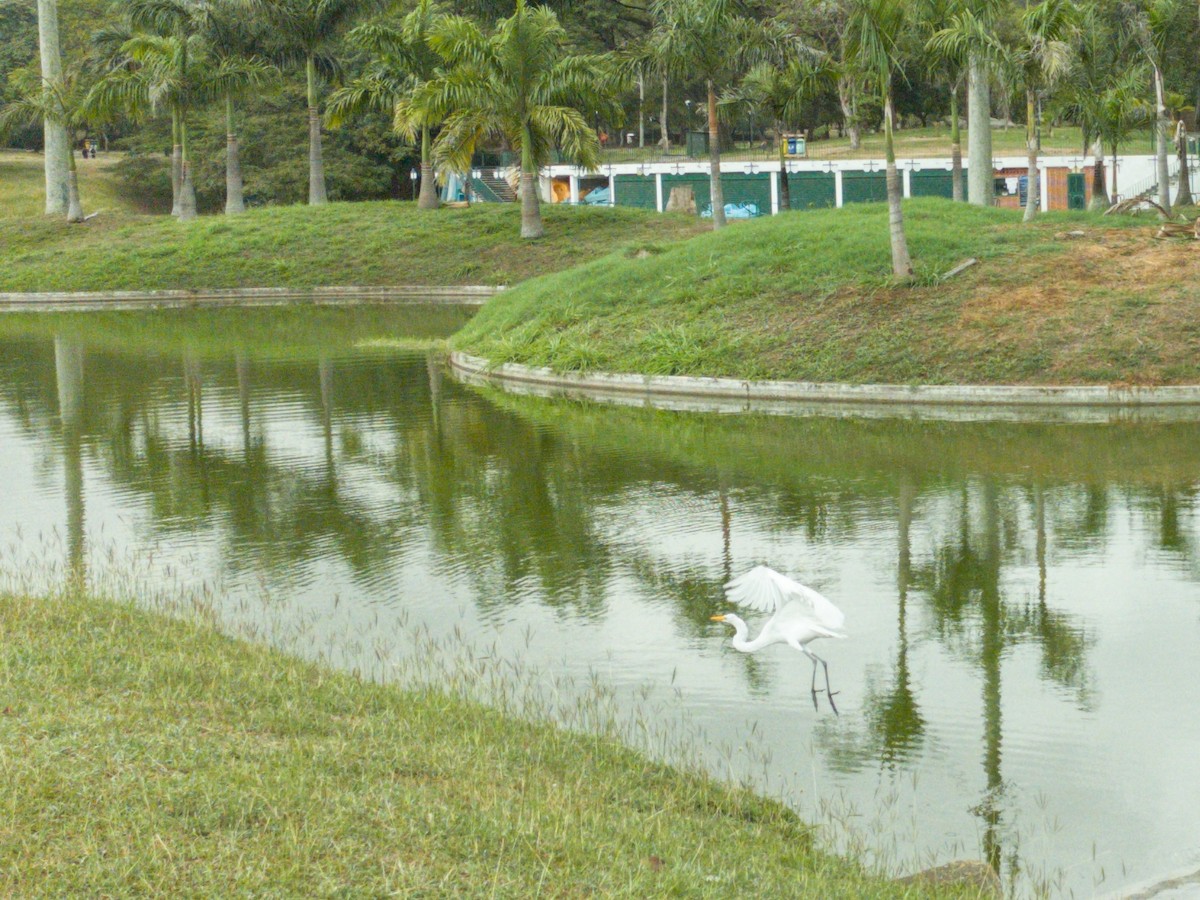 Great Egret - ML647316379