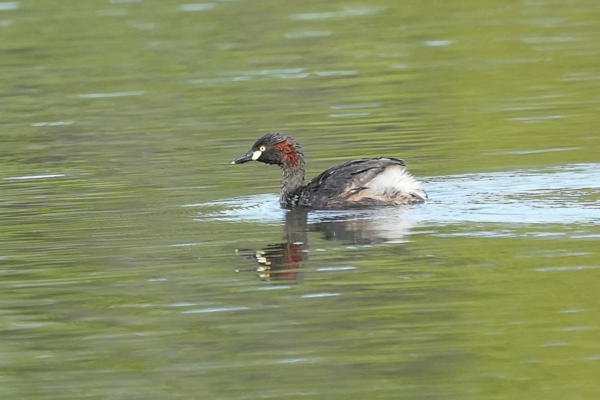 Australasian Grebe - ML647316401