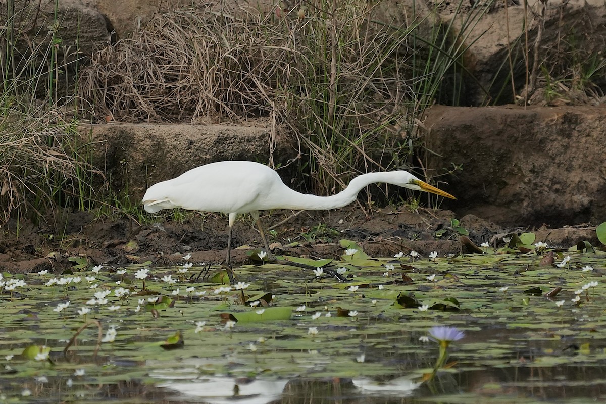 Silberreiher - ML647316406