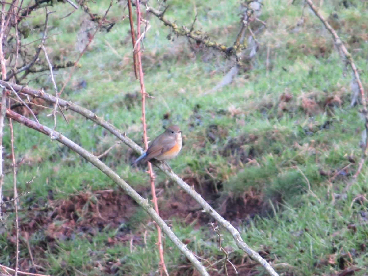 Red-flanked Bluetail - ML647316408