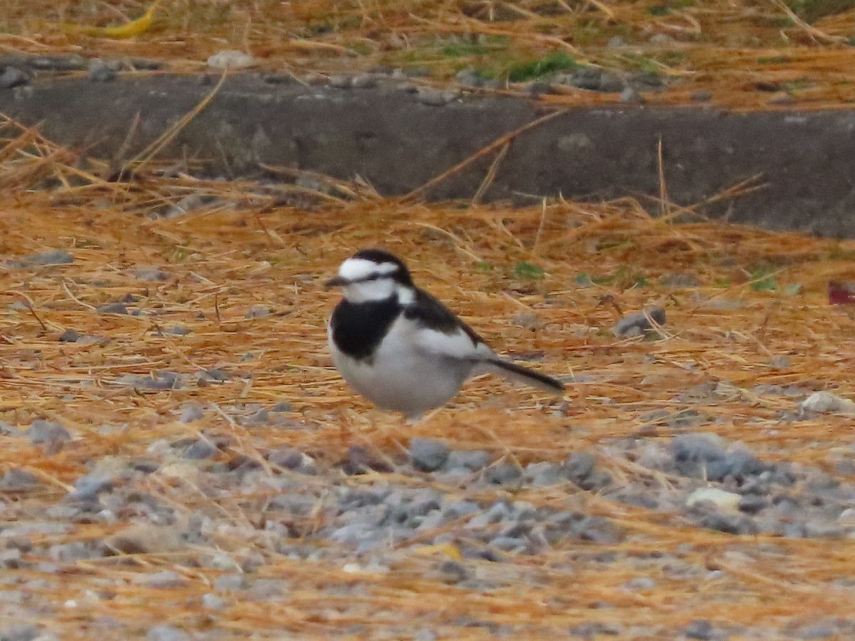 White Wagtail - ML647316416