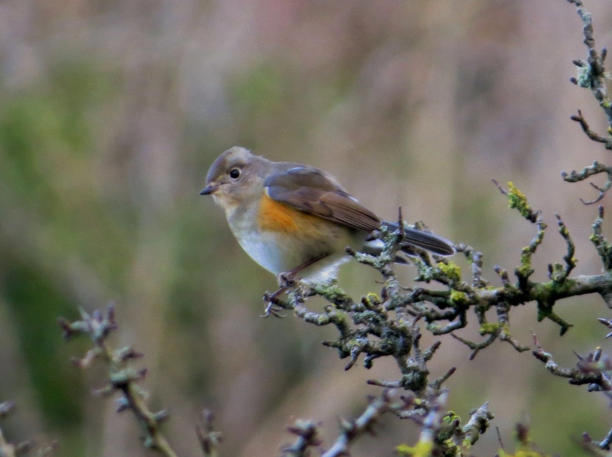 Red-flanked Bluetail - ML647316422