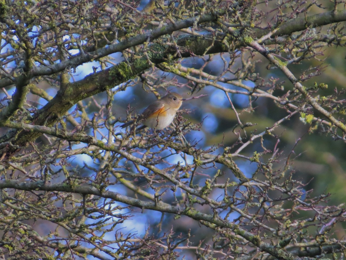 Red-flanked Bluetail - ML647316424