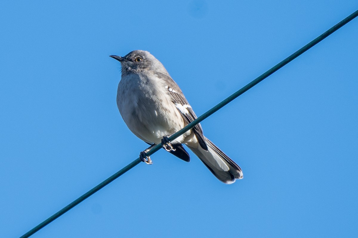 Пересмішник багатоголосий - ML647316441