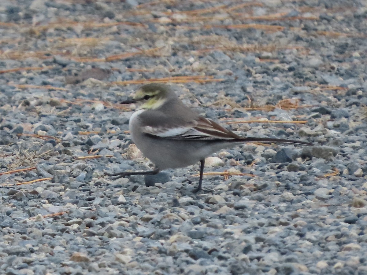White Wagtail - ML647316443