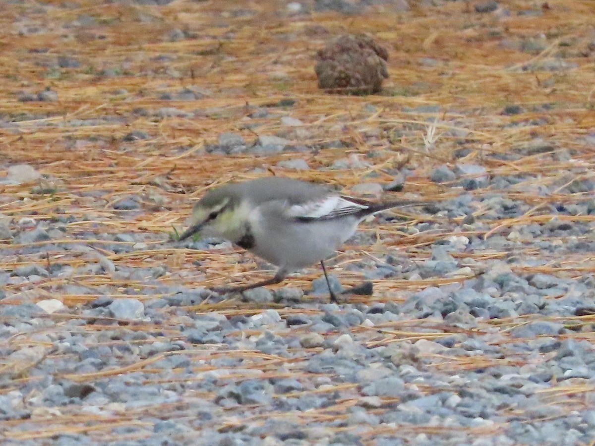 White Wagtail - ML647316444
