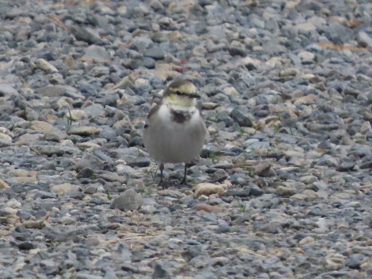 White Wagtail - ML647316445