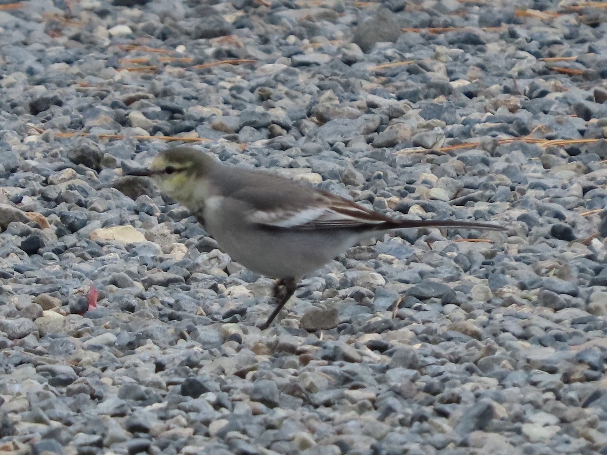 White Wagtail - ML647316446