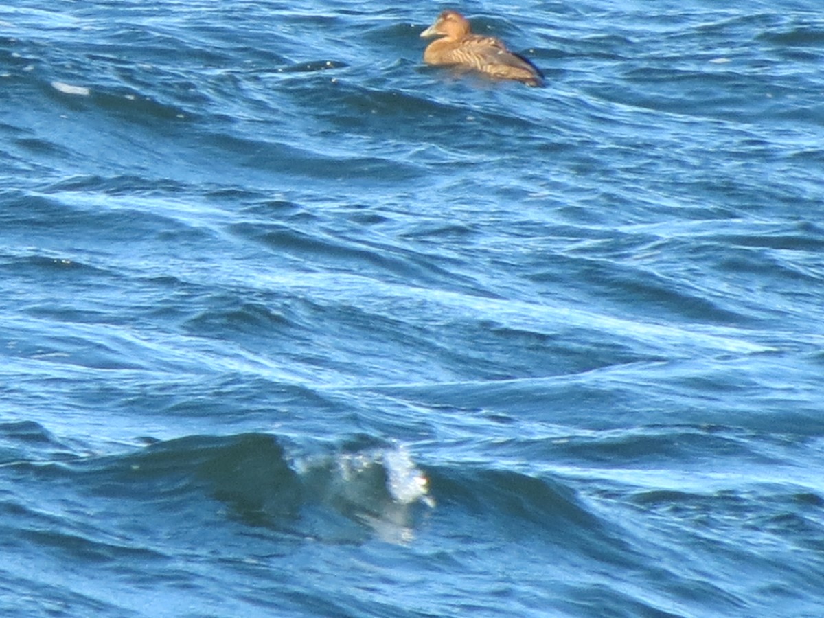 אדרית שחורת-כיפה - ML647316455