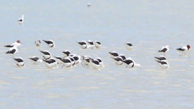 Рыжегрудый ходулочник - ML647316458