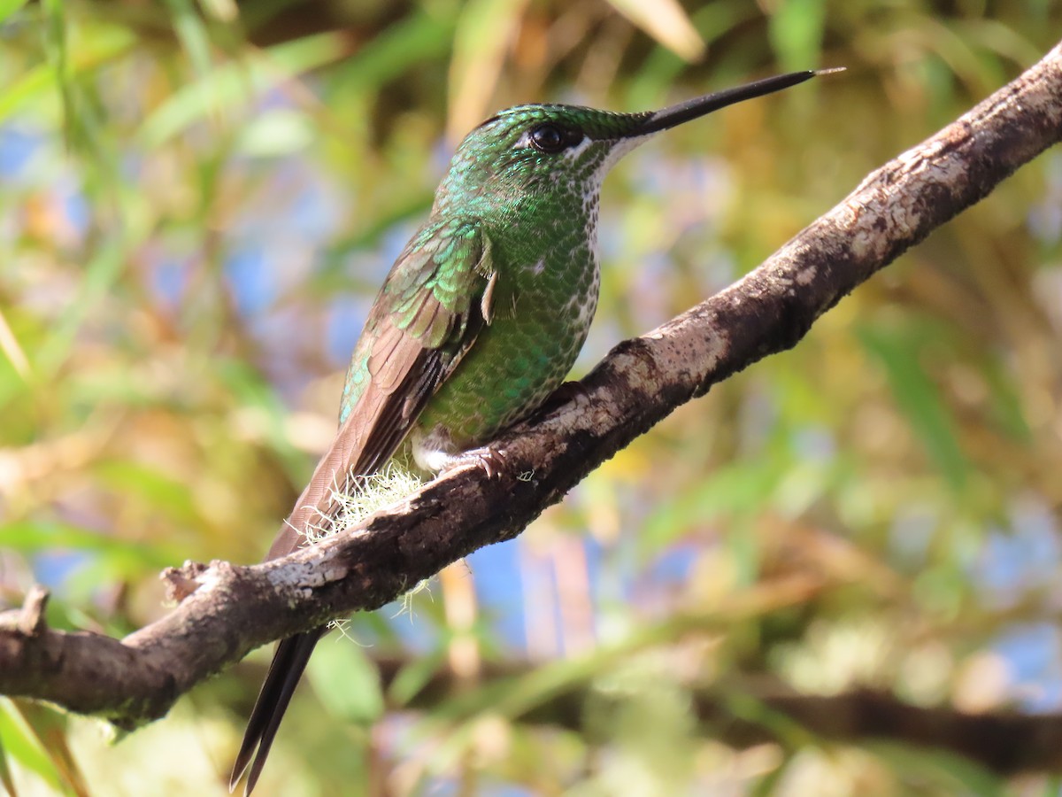 Empress Brilliant - ML647316462