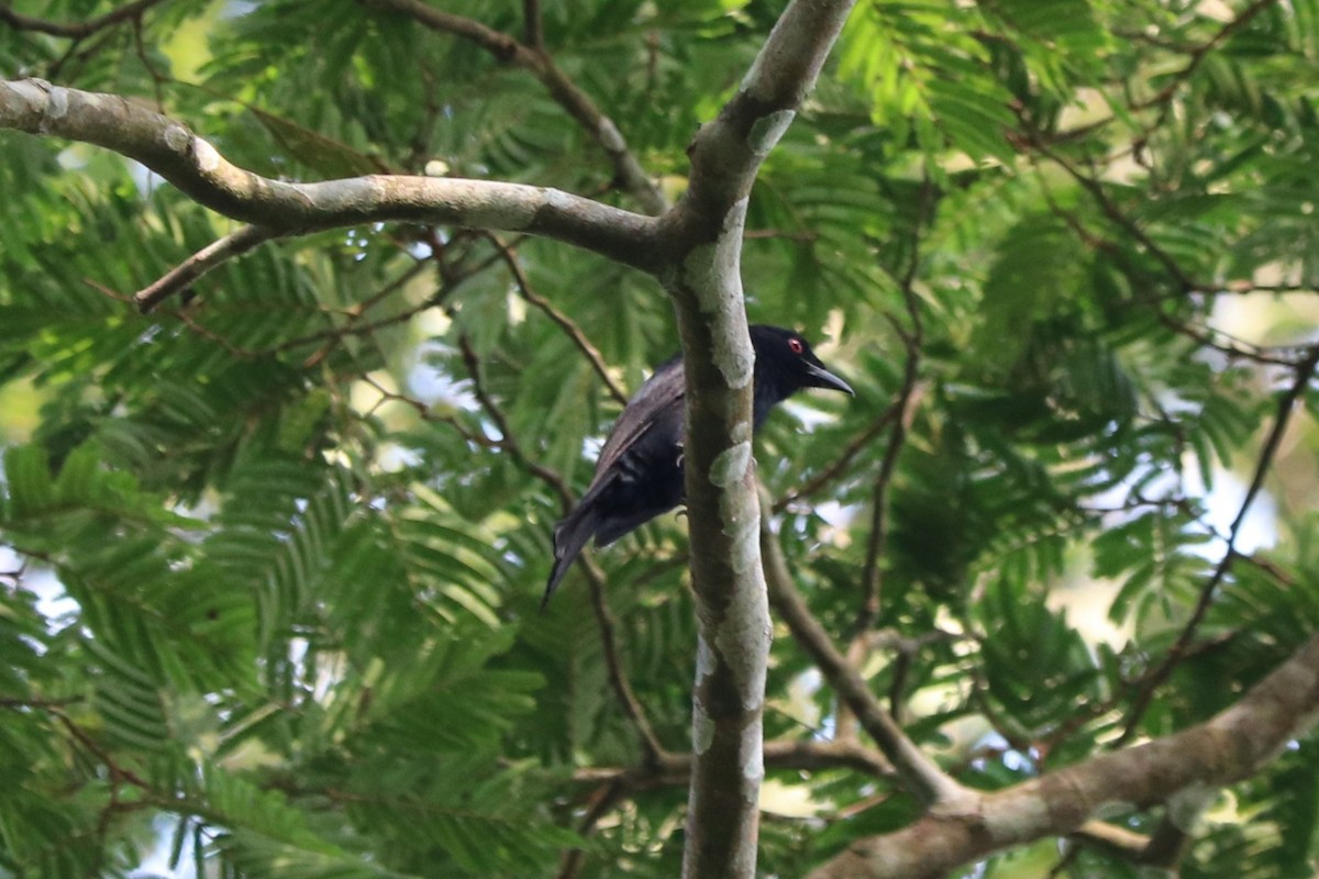 Velvet-mantled Drongo (Fanti) - ML647316545