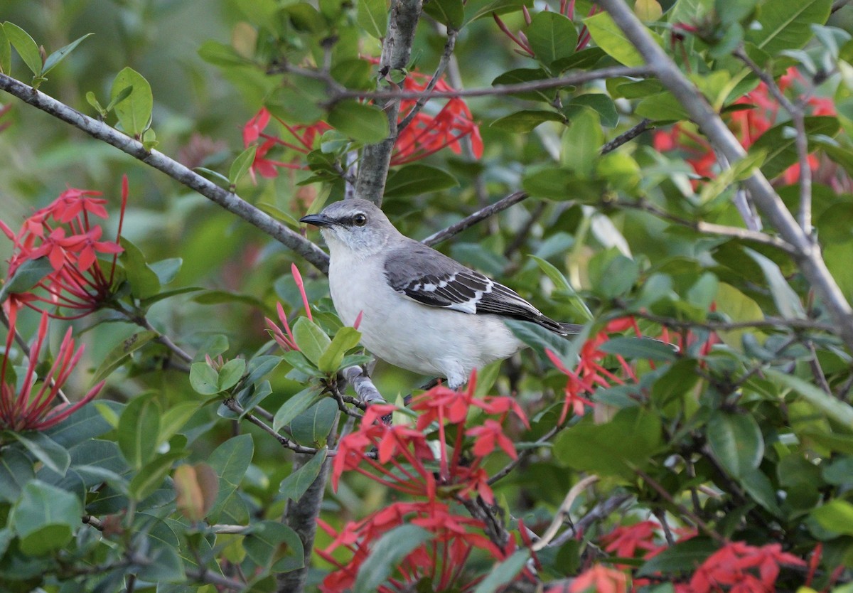 Пересмішник багатоголосий - ML647316572