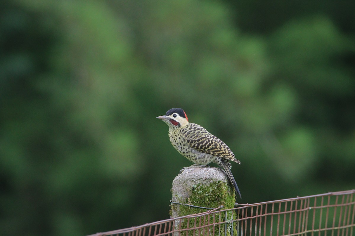 Green-barred Woodpecker - ML647316577