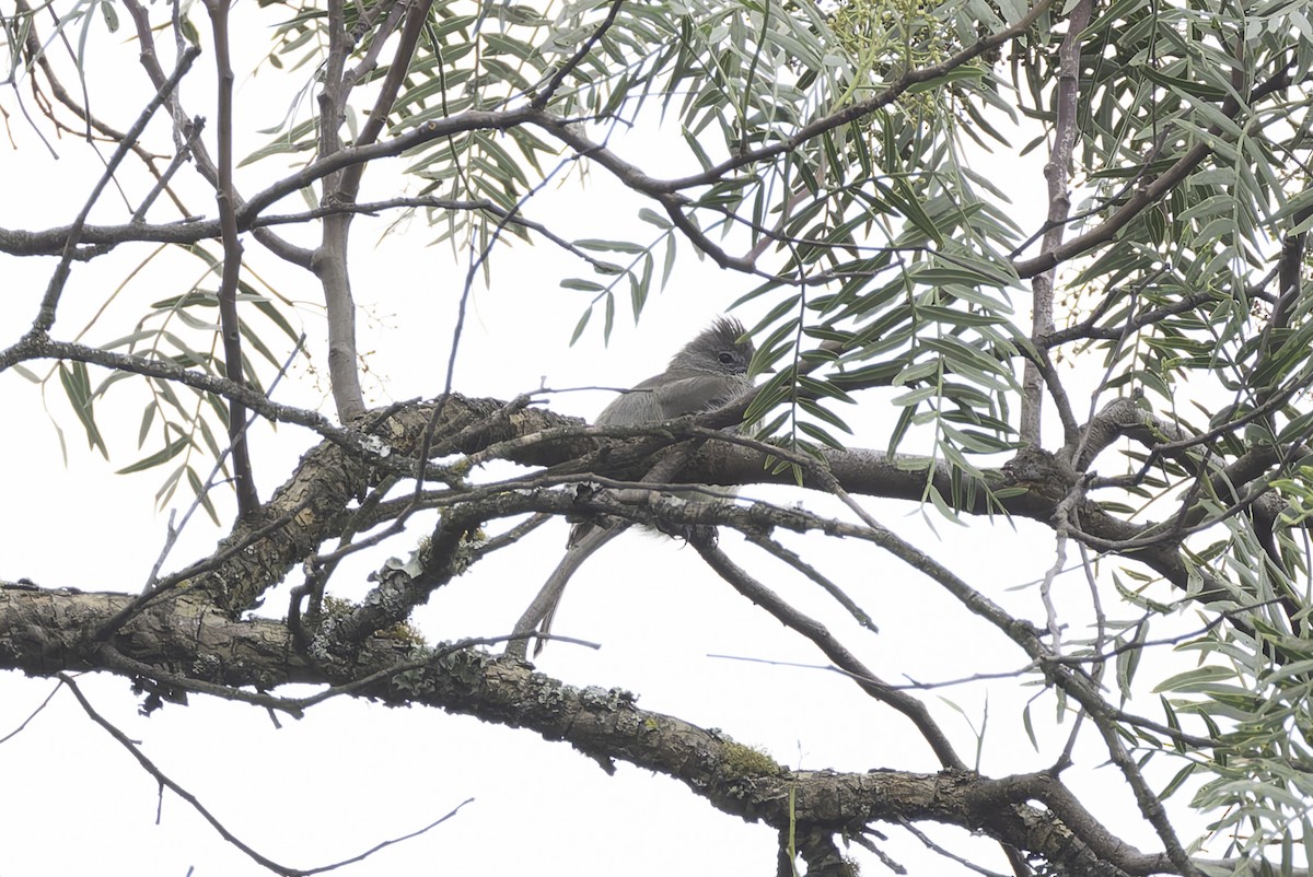 Yellow-bellied Elaenia - ML647316582