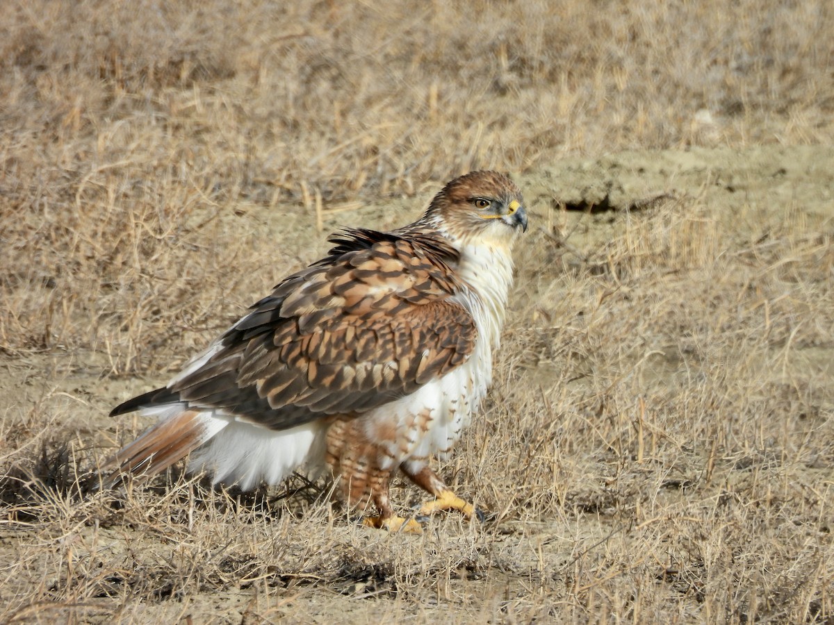 kongevåk - ML647316584