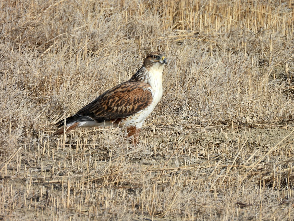 kongevåk - ML647316588