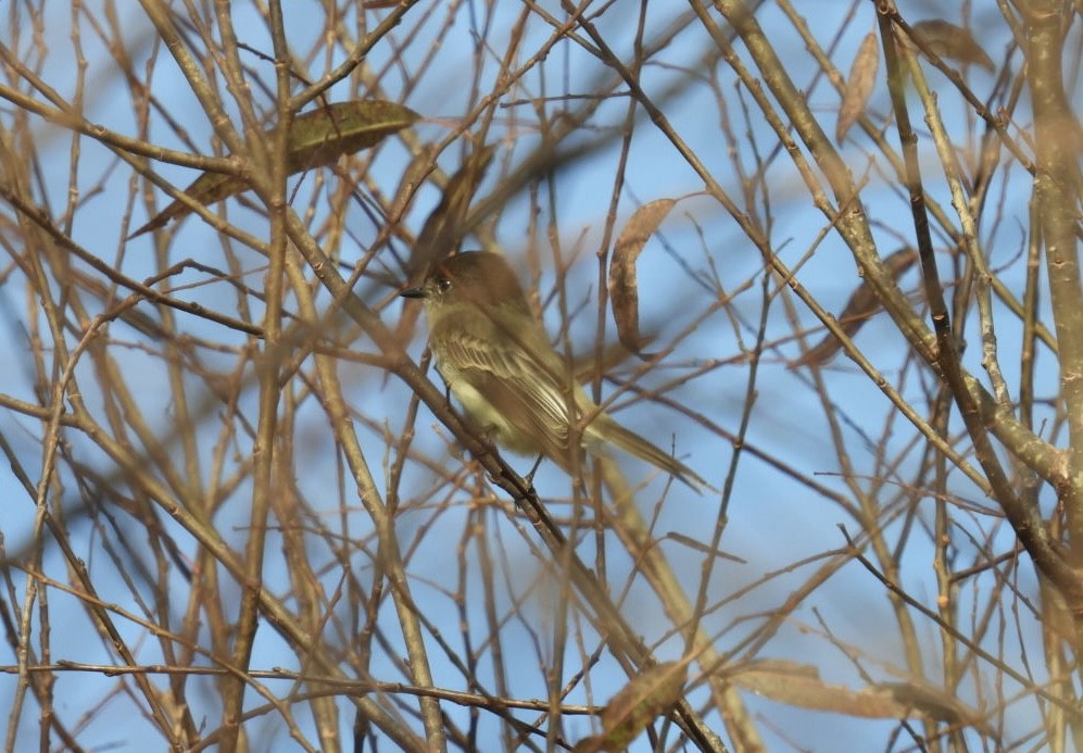 Eastern Phoebe - ML647316603