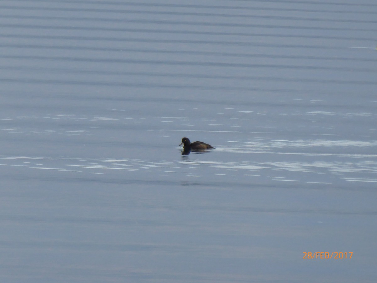 maoridykkand - ML647316633