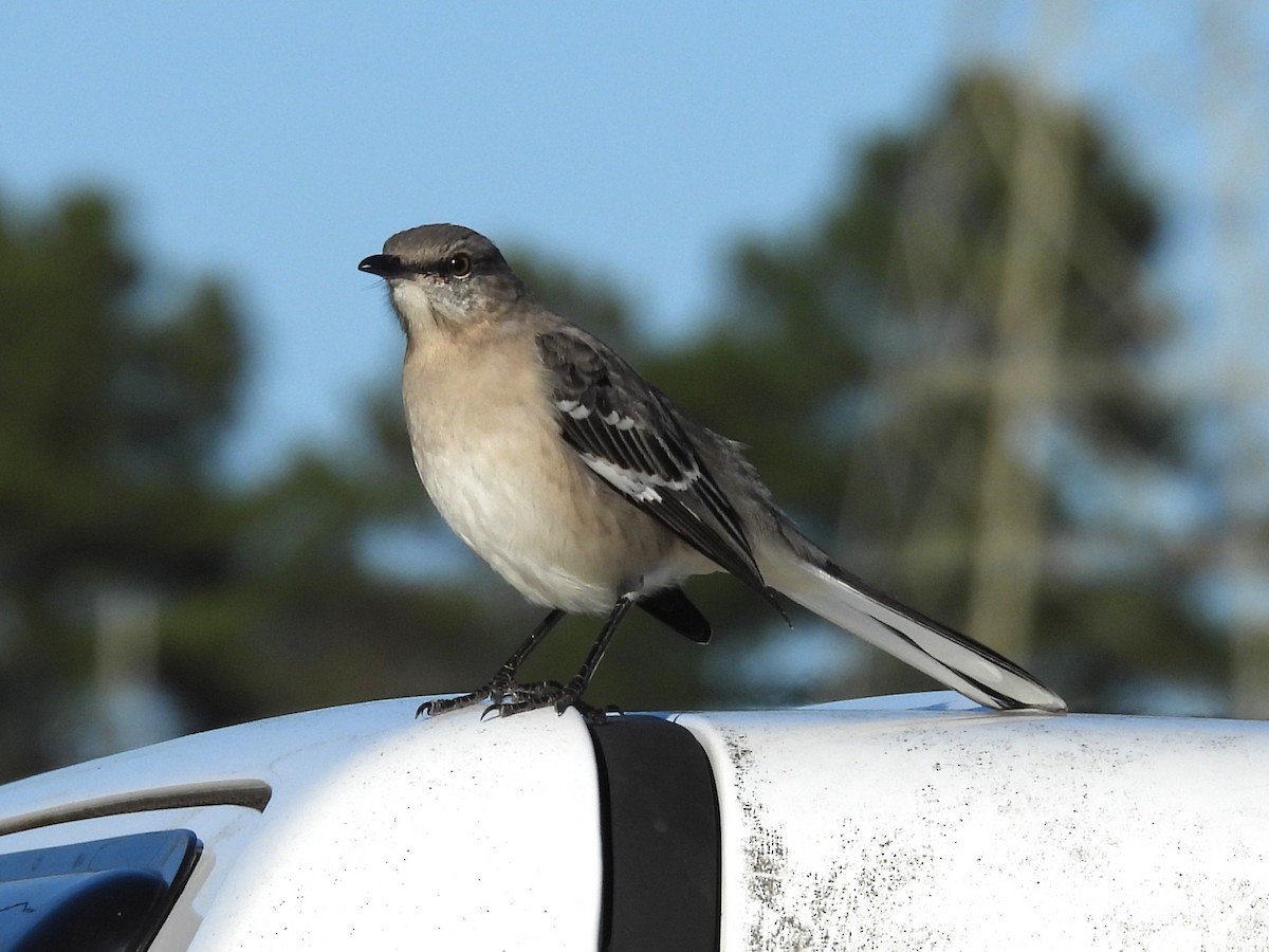 Пересмішник багатоголосий - ML647316644