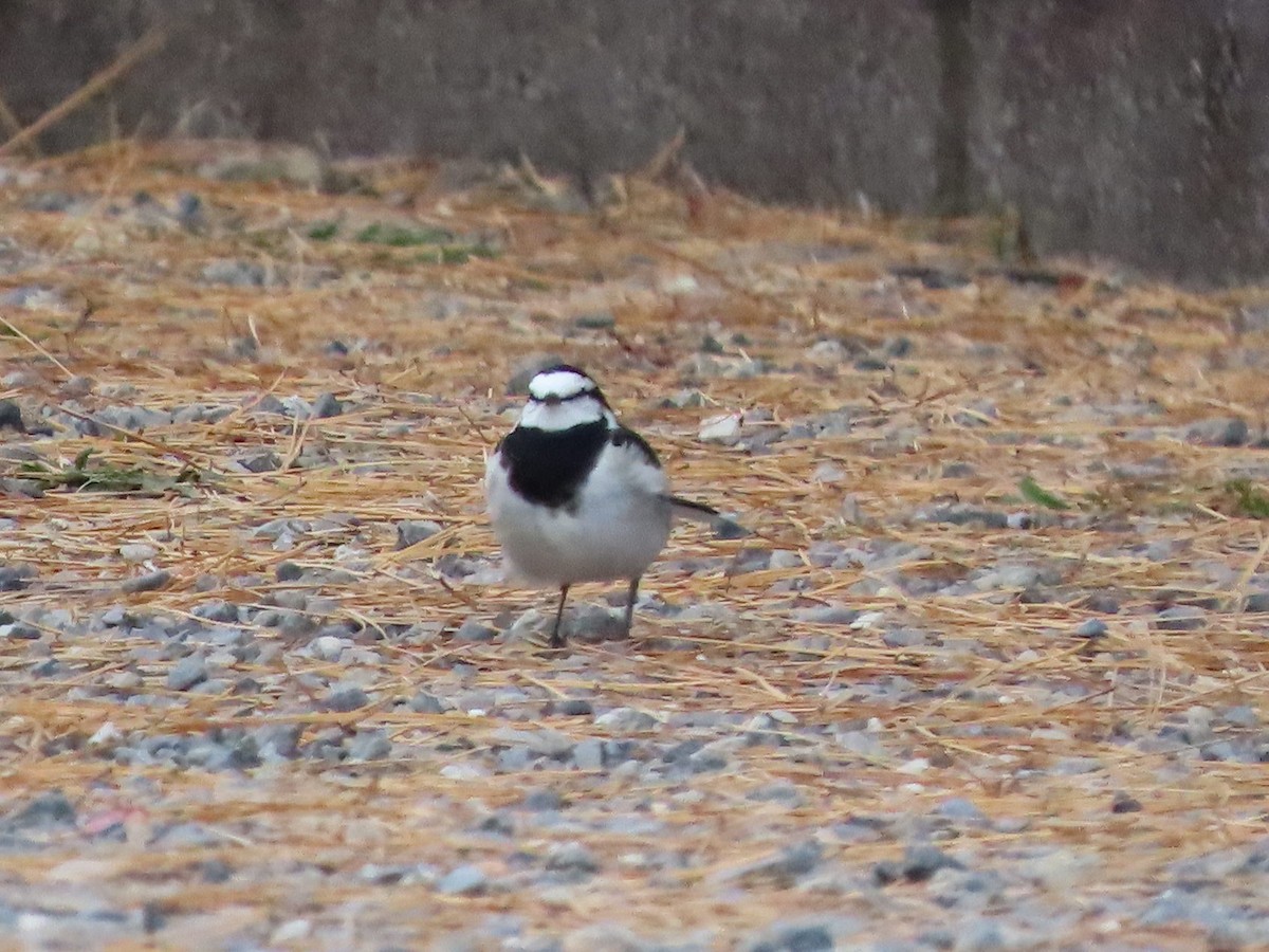 White Wagtail - ML647316651