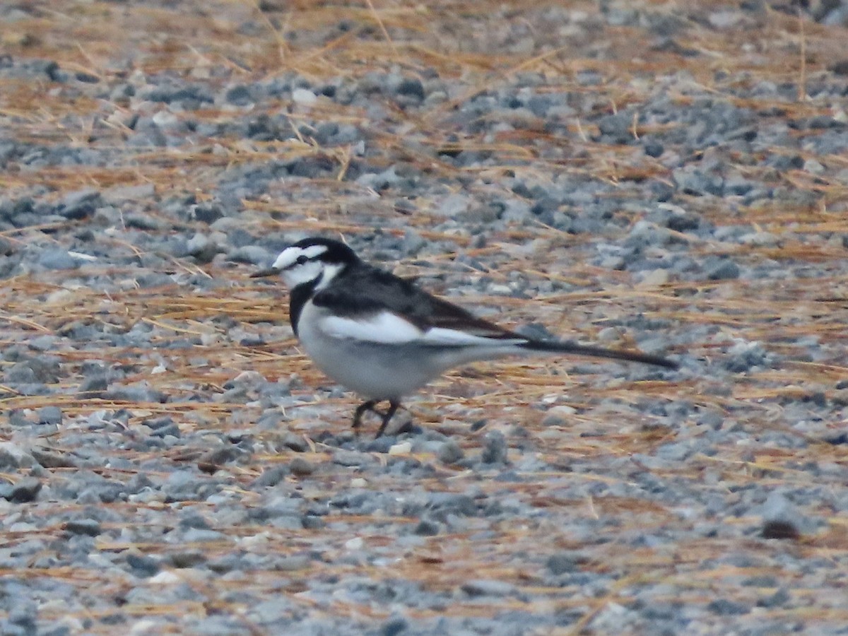 White Wagtail - ML647316652
