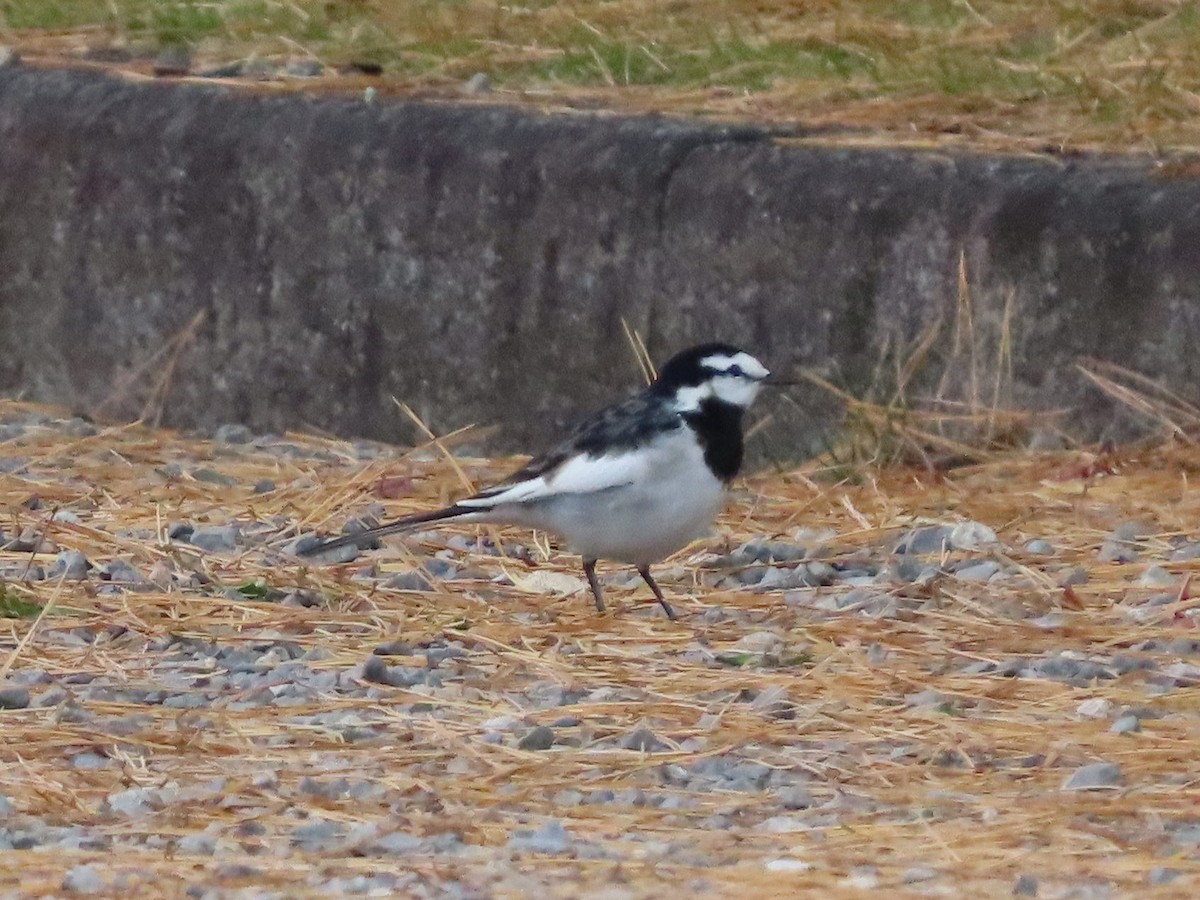 White Wagtail - ML647316653