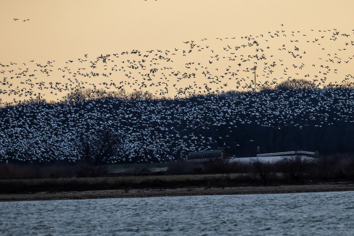 husa sněžní - ML647316661