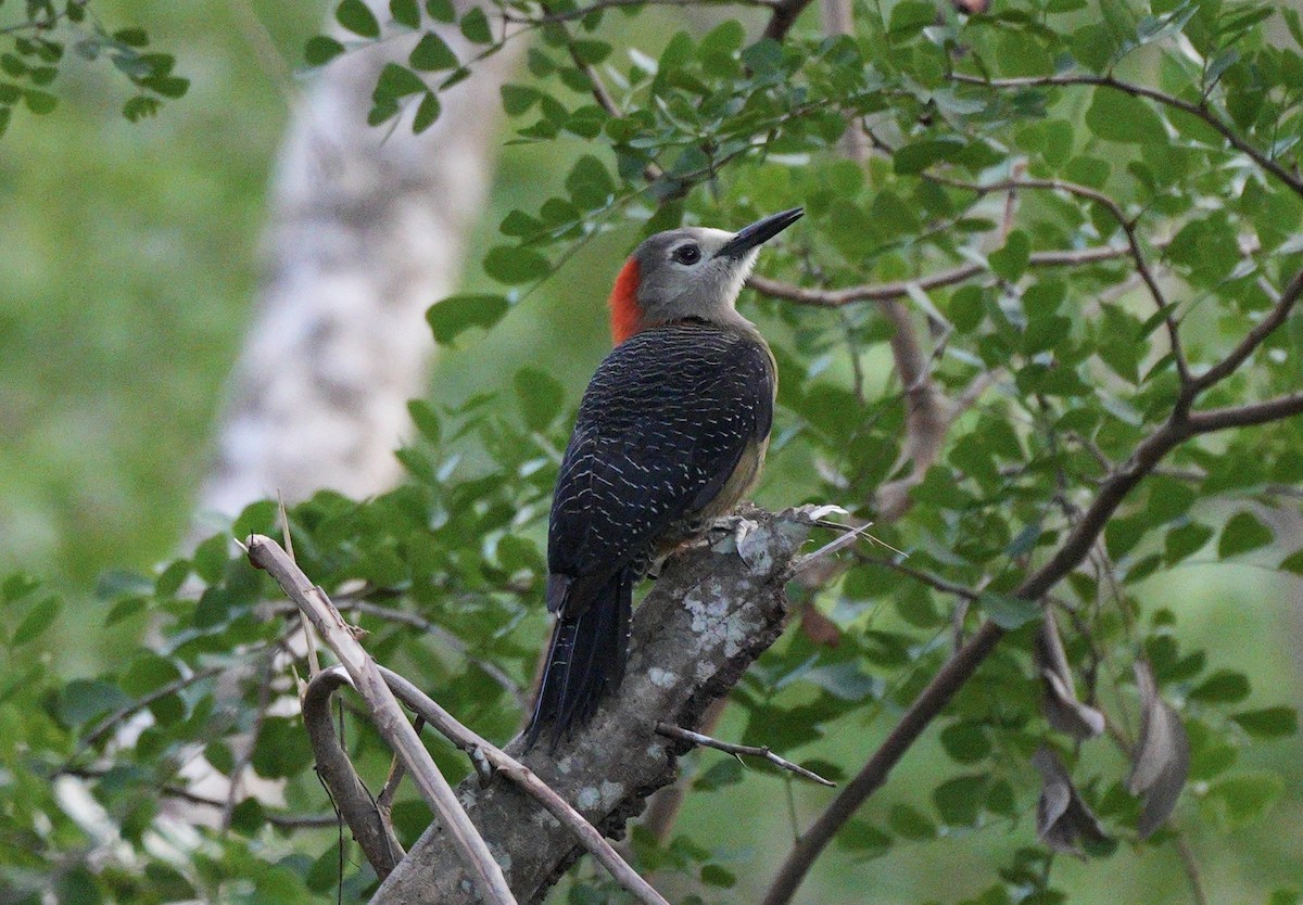 Jamaican Woodpecker - ML647316663