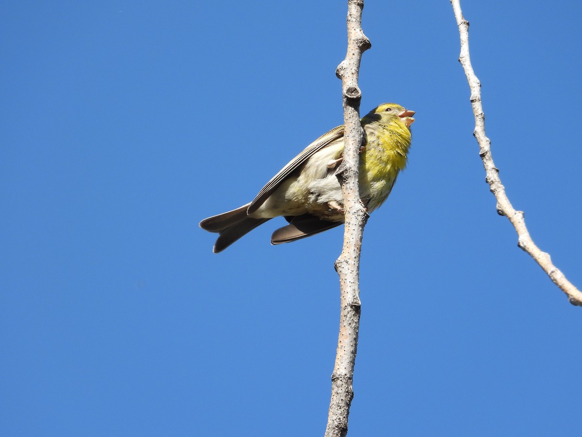 Txirriskila arrunta - ML647316681