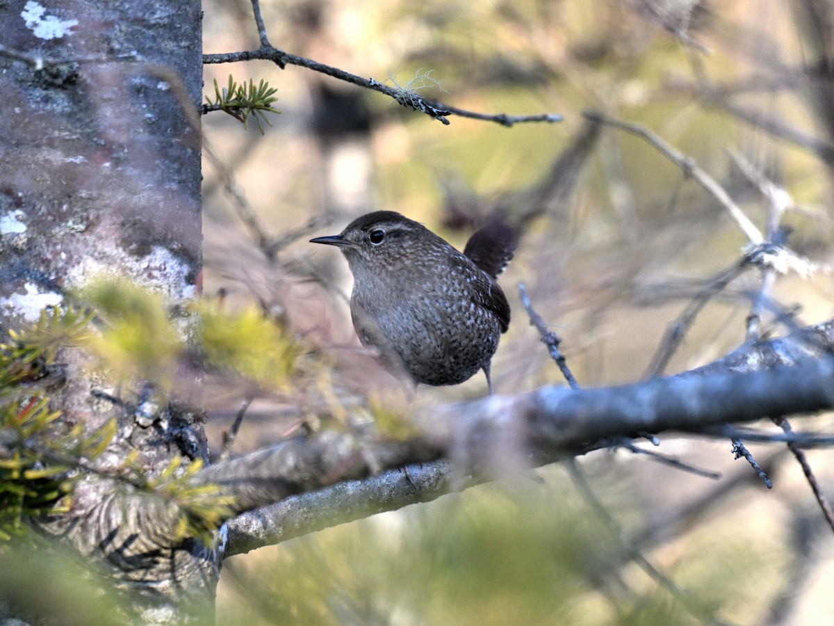 Winter Wren - ML647316685