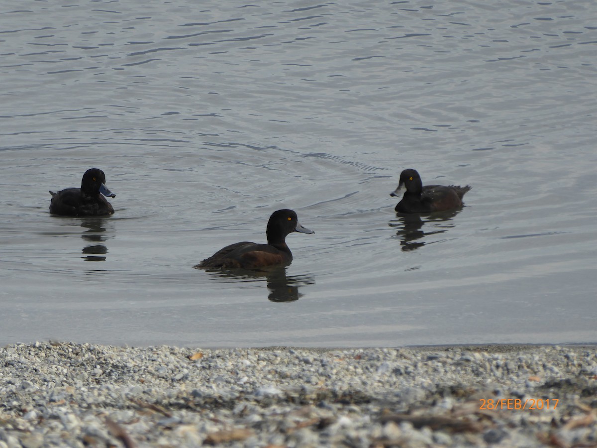 maoridykkand - ML647316692