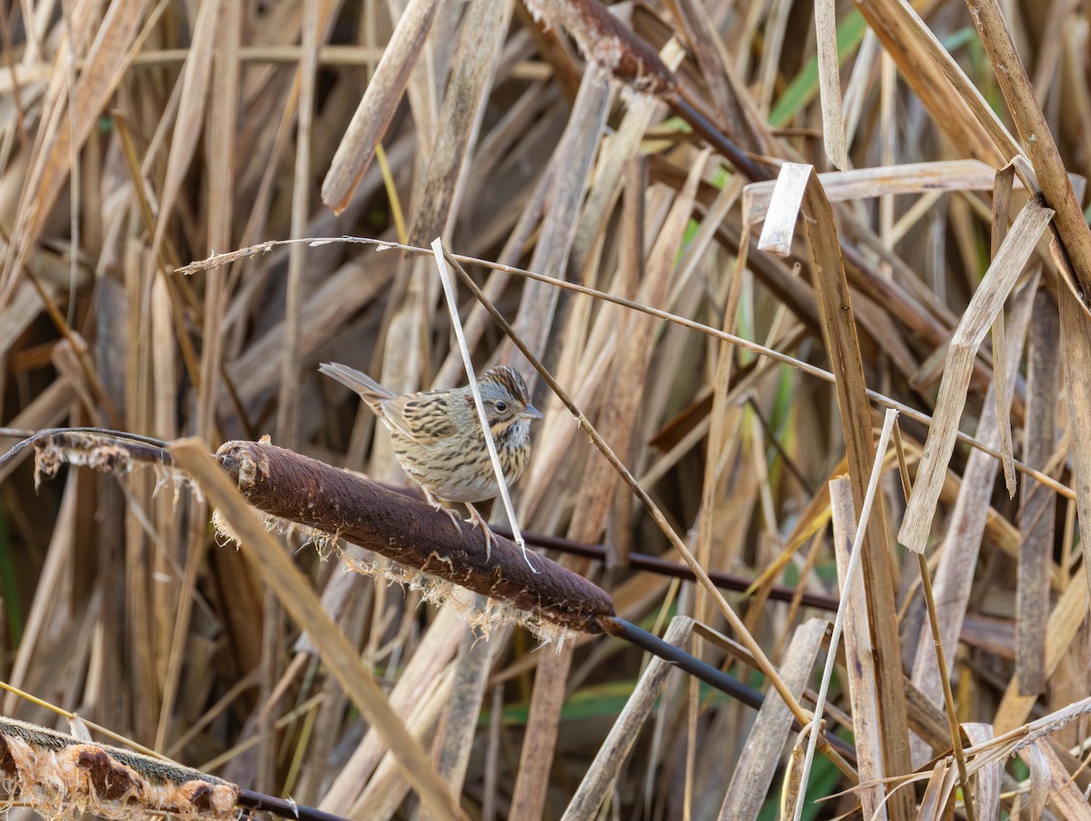 Lincoln's Sparrow - ML647316697