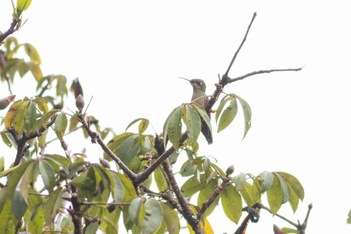 Fawn-breasted Brilliant - ML647316709