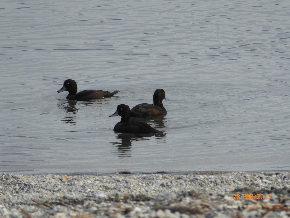 maoridykkand - ML647316717