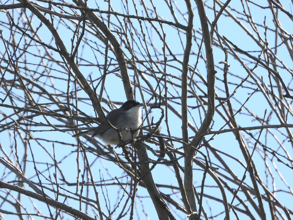Samtkopf-Grasmücke - ML647316783