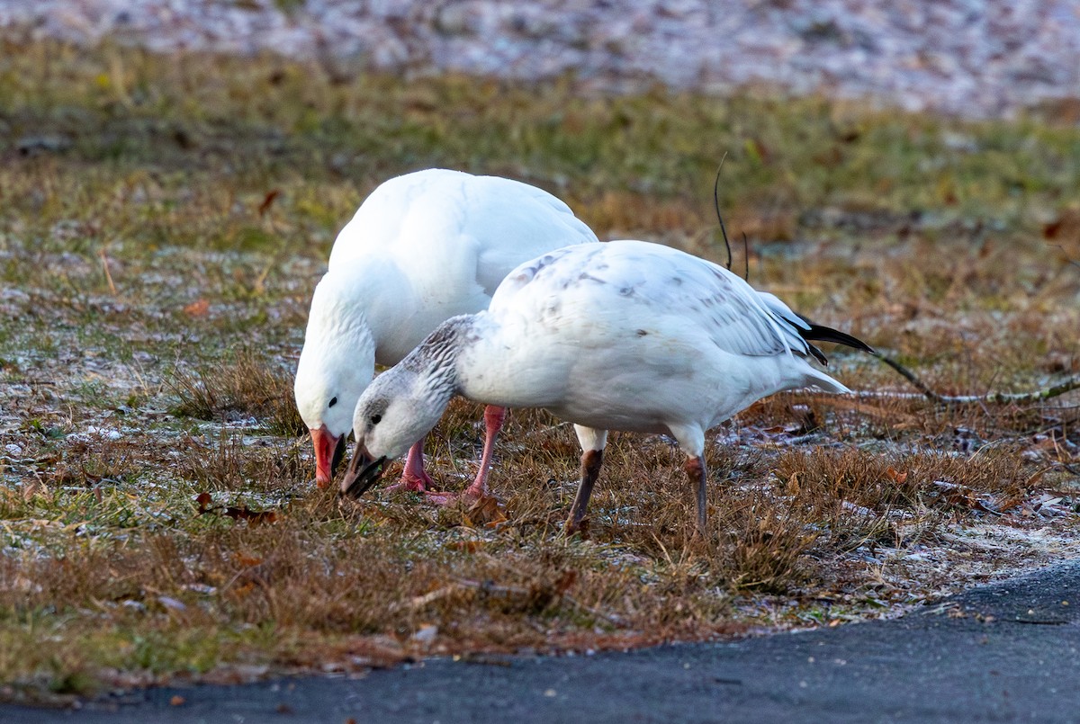 husa sněžní - ML647316798