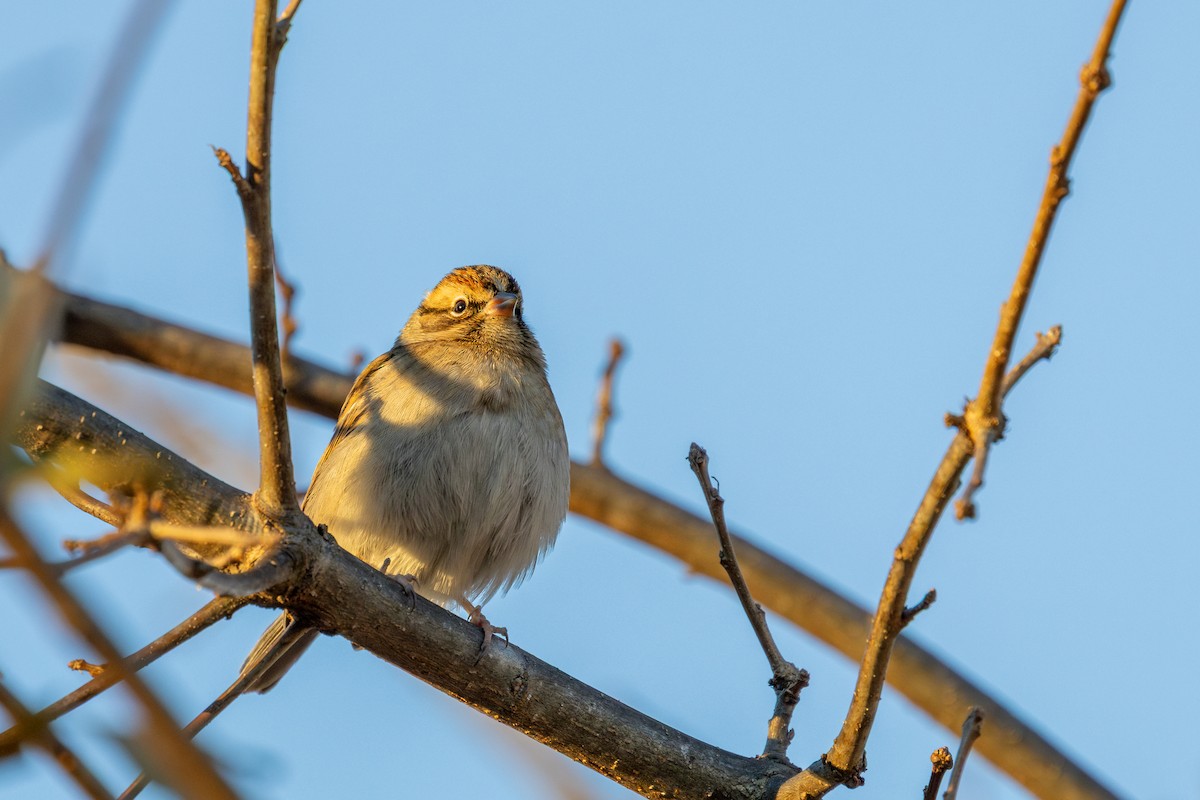 Chipping Sparrow - ML647316817