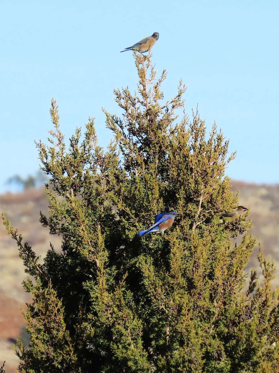 Western Bluebird - ML647316845