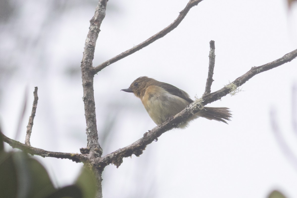 Pinchaflor Flanquiblanco - ML647316852