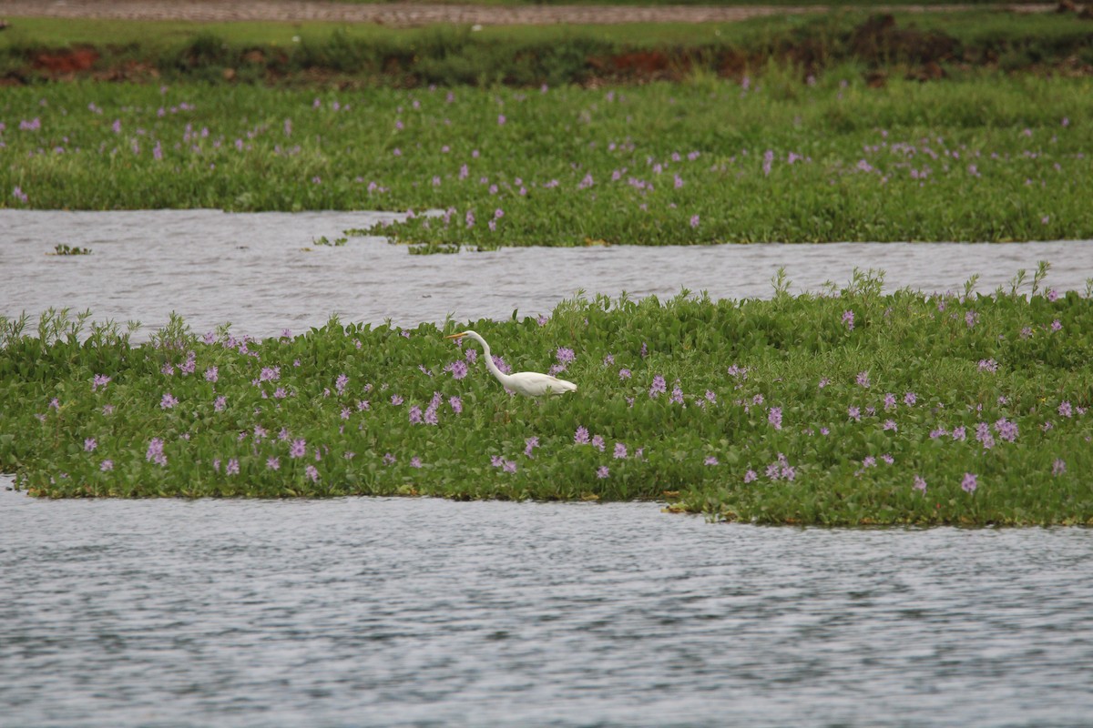 Silberreiher (egretta) - ML647316853
