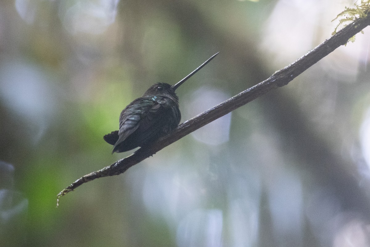 Green-fronted Lancebill - ML647316863