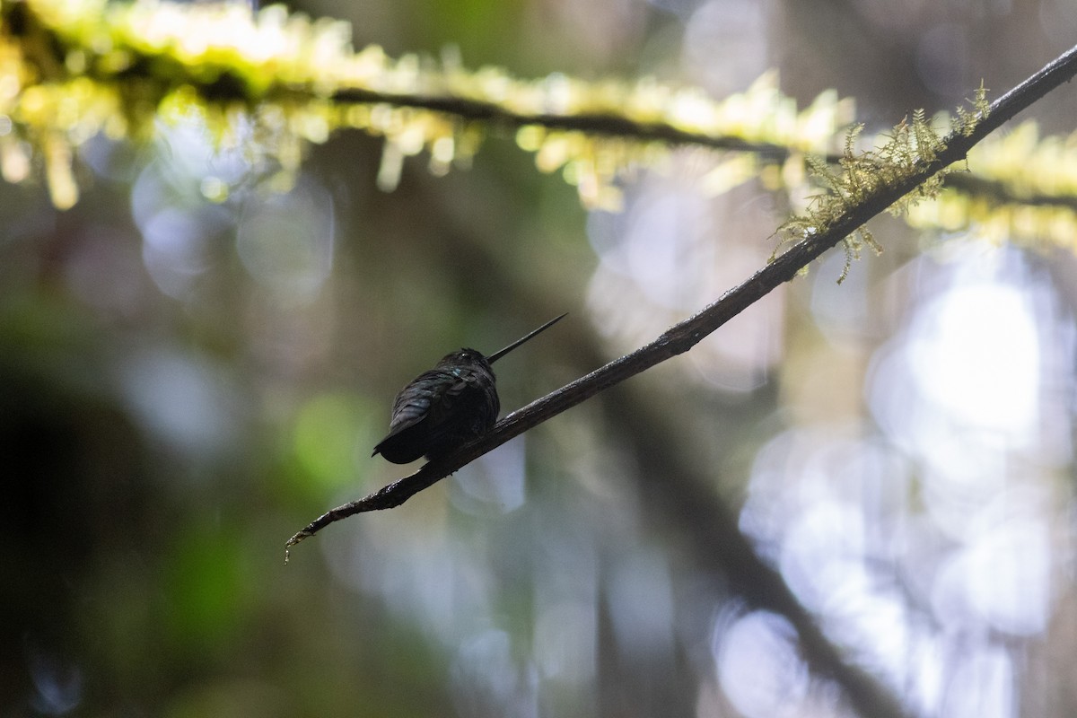 Green-fronted Lancebill - ML647316871