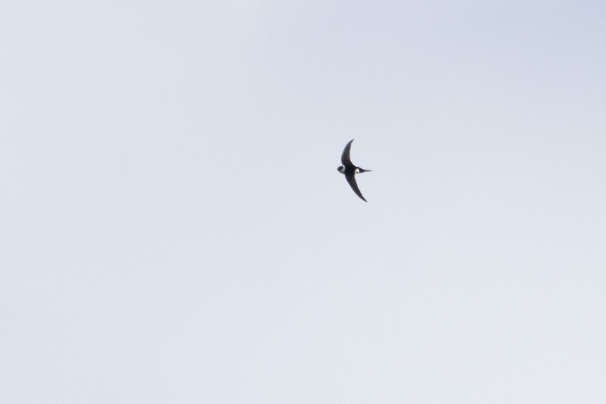 Lesser Swallow-tailed Swift - ML647316895