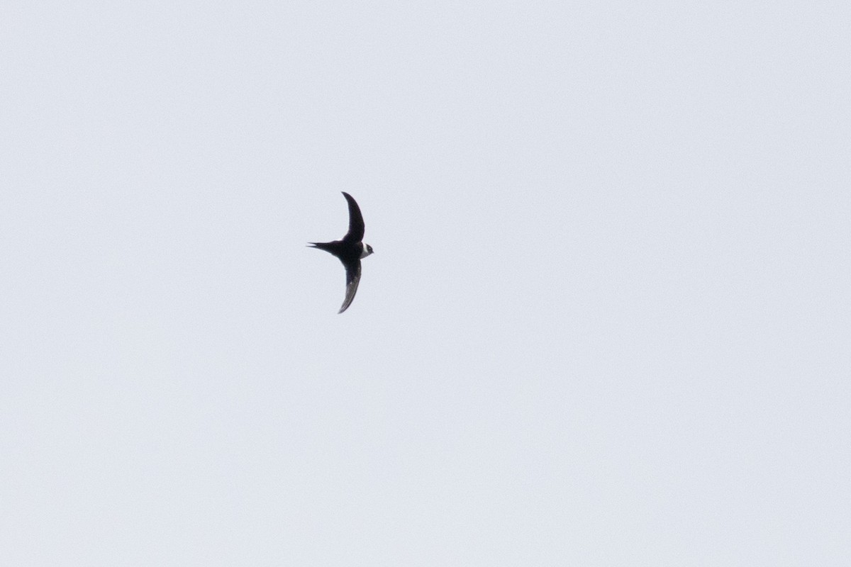 Lesser Swallow-tailed Swift - ML647316896