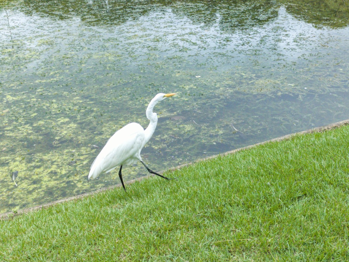 Silberreiher - ML647316903