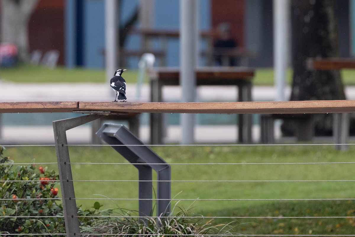 Magpie-lark - ML647316904