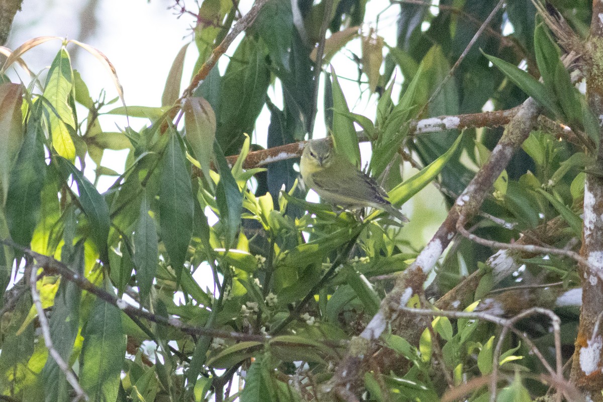 Tennessee Warbler - ML647316906