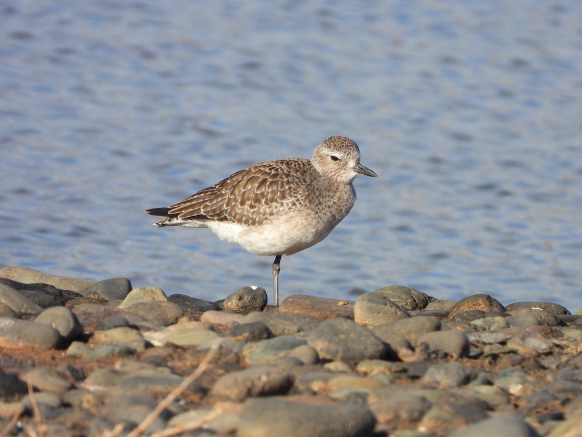 Буурал сүвээ цагаан - ML647316914